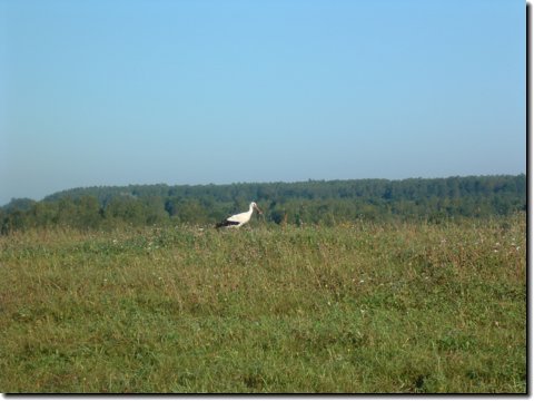 litauen_464.jpg